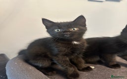 Mixed Breed cats for sale: Mixed breed kittens.  - Image 4