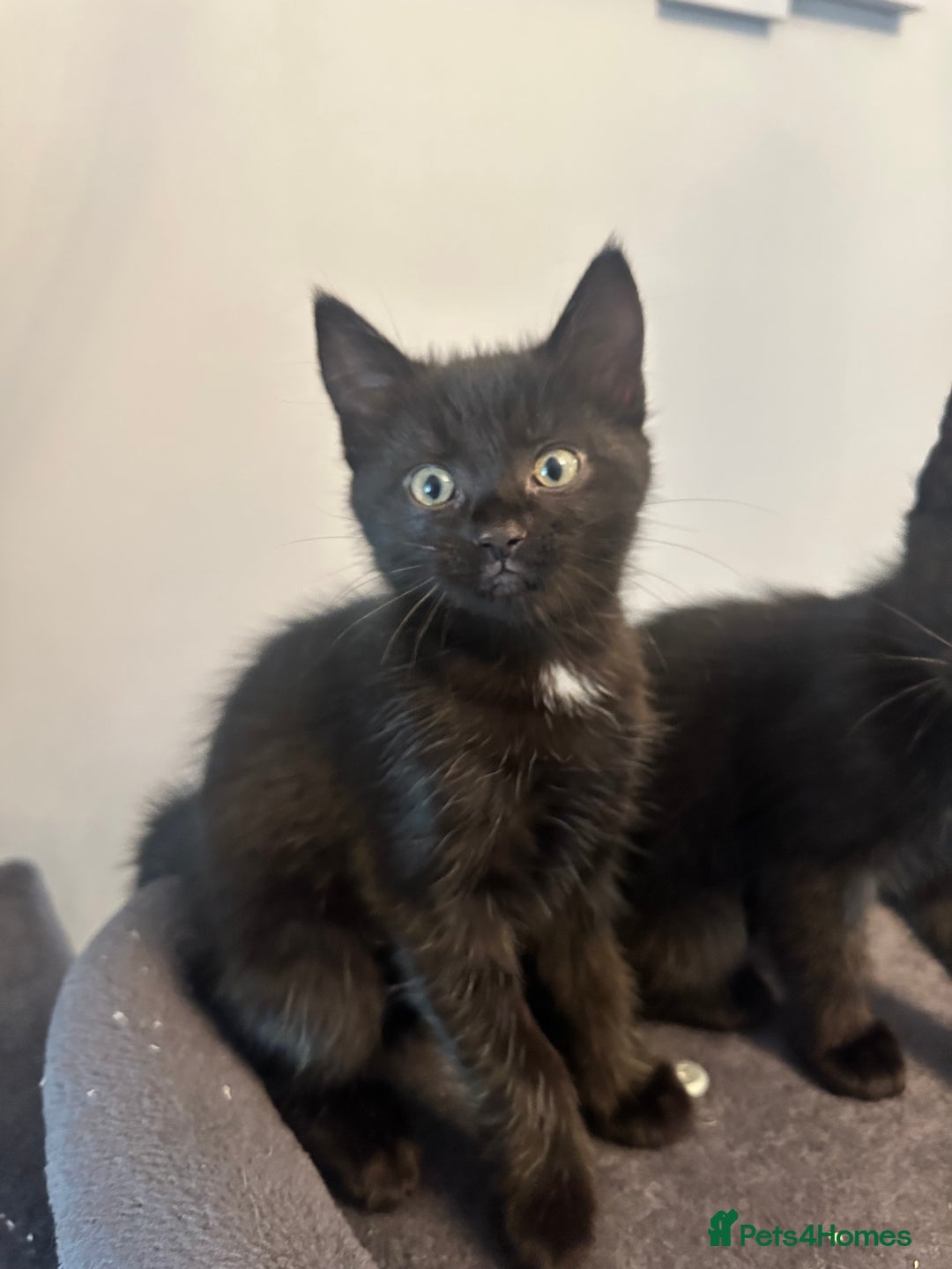 Mixed Breed cats for sale: Mixed breed kittens.  - Image 4