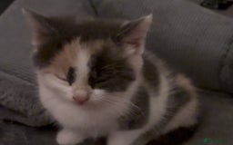 British Shorthair cats for sale: Beautiful loving kittens  - Image 19