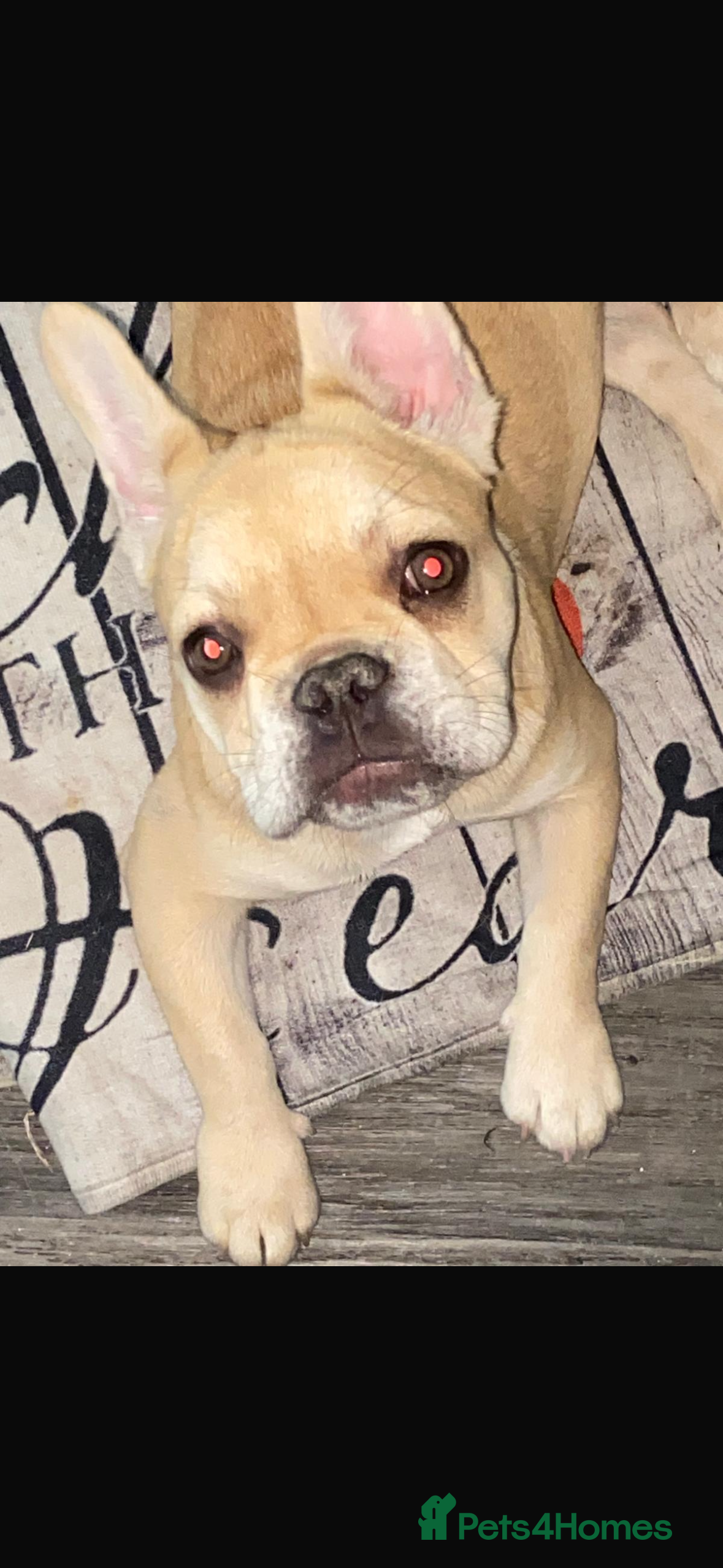 French Bulldog dogs French Bulldogs - Advert 2