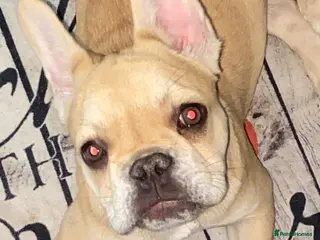 French Bulldog dogs French Bulldogs - Advert 2