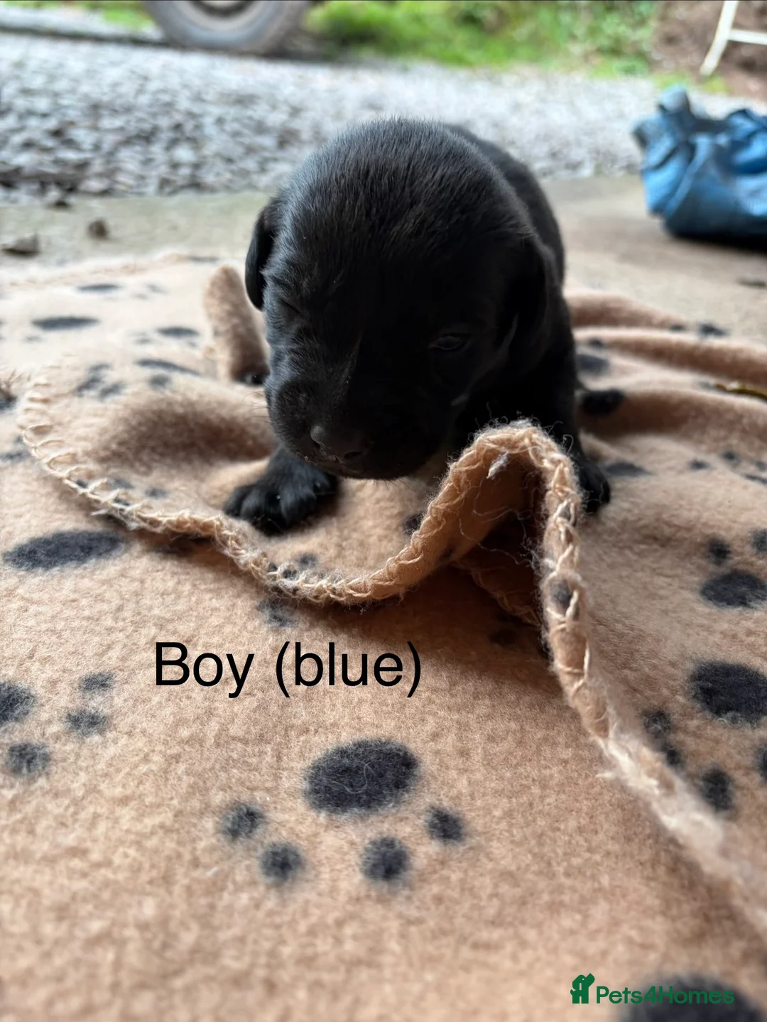 Labrador Retriever dogs for sale: Kc registered Labradors  - Advert 1