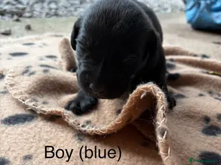 Labrador Retriever dogs Kc registered Labradors - Advert 2