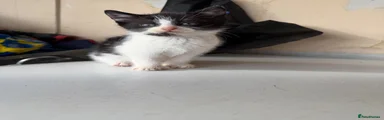 Domestic Shorthair 2