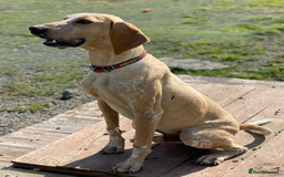 Segugio Italiano dogs for adoption: Twix - child friendly! - Image 5