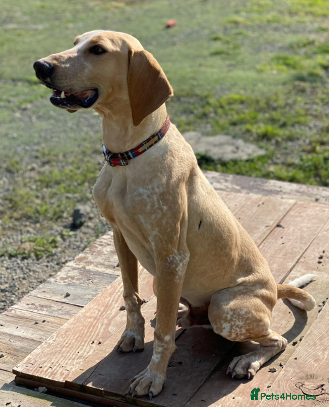 Segugio Italiano dogs for adoption: Twix - child friendly! - Image 5