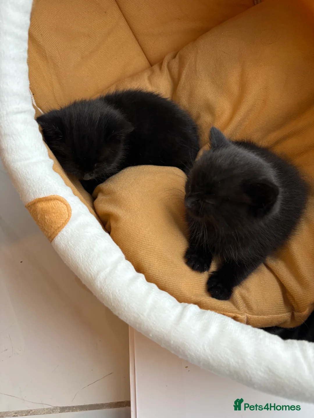 Scottish Fold cats for sale: Gorgeous Scottish fold kittens.💙 - Advert 5