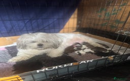 Malshi dogs for sale: Beautiful Shih tzu x Malshi puppies  - Image 7