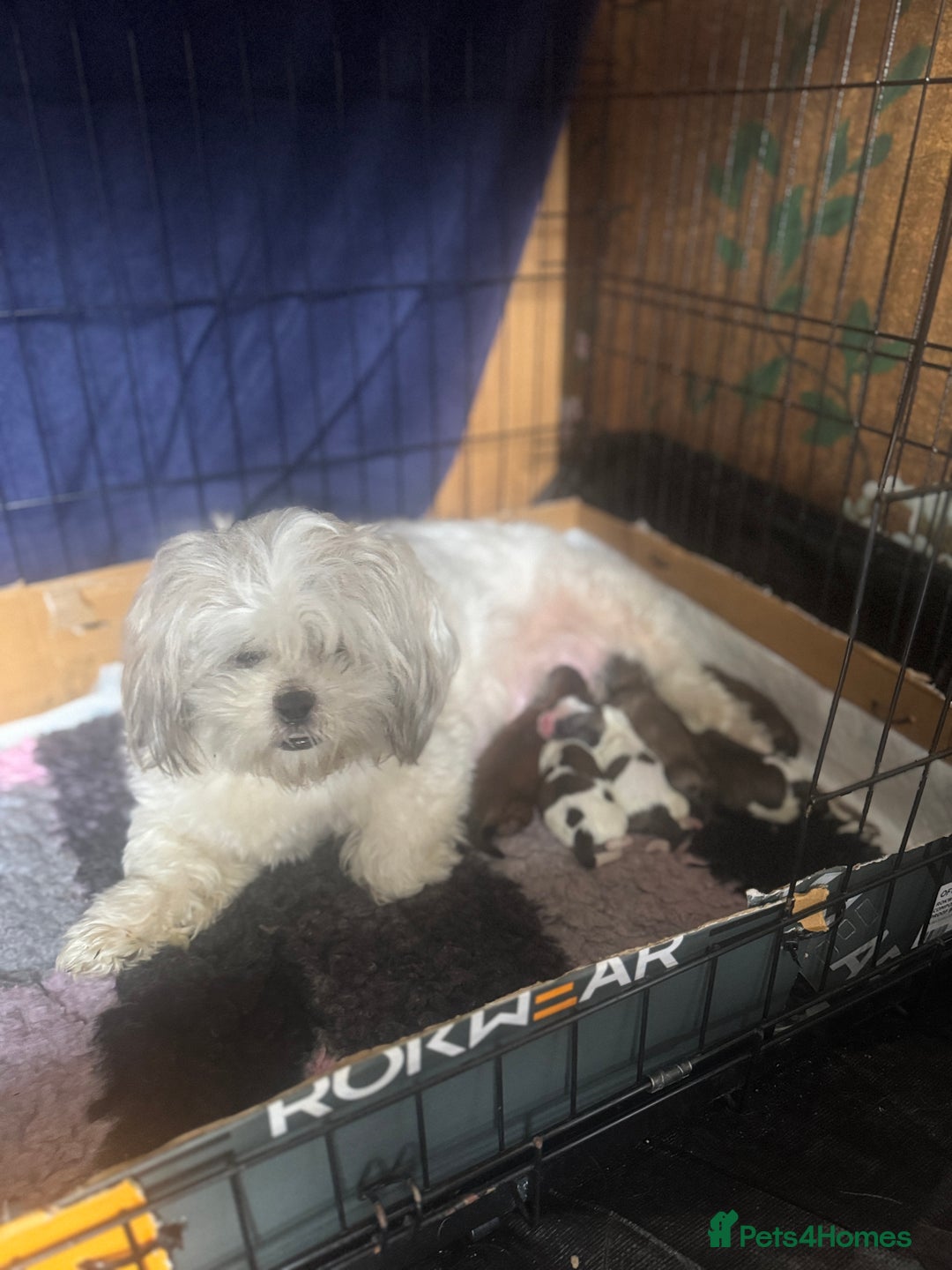 Malshi dogs for sale: Beautiful Shih tzu x Malshi puppies  - Image 7