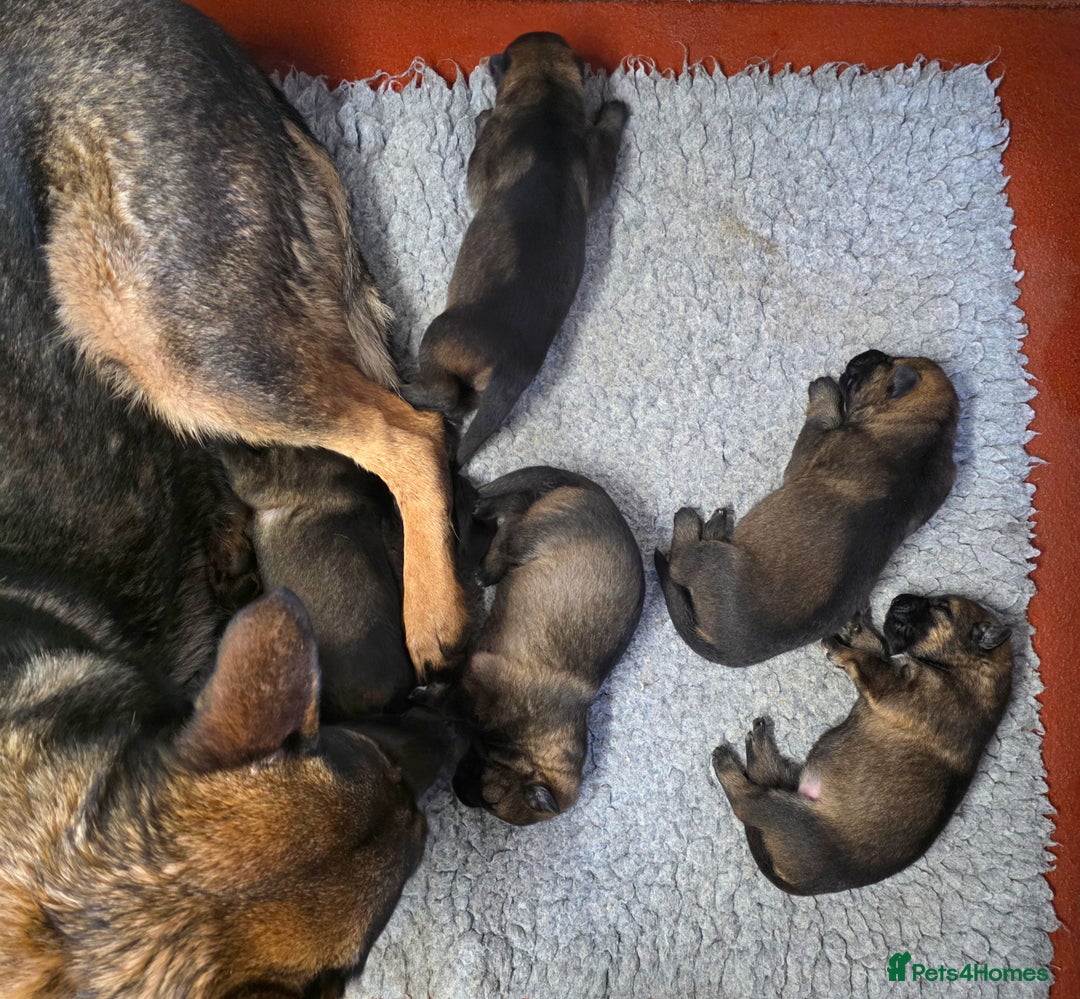 German Shepherd dogs for sale: Superb Working Line German Shepherds  - Advert 7