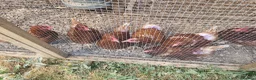 Chickens poultry for sale: LayingvChickens for sale  - Advert 8