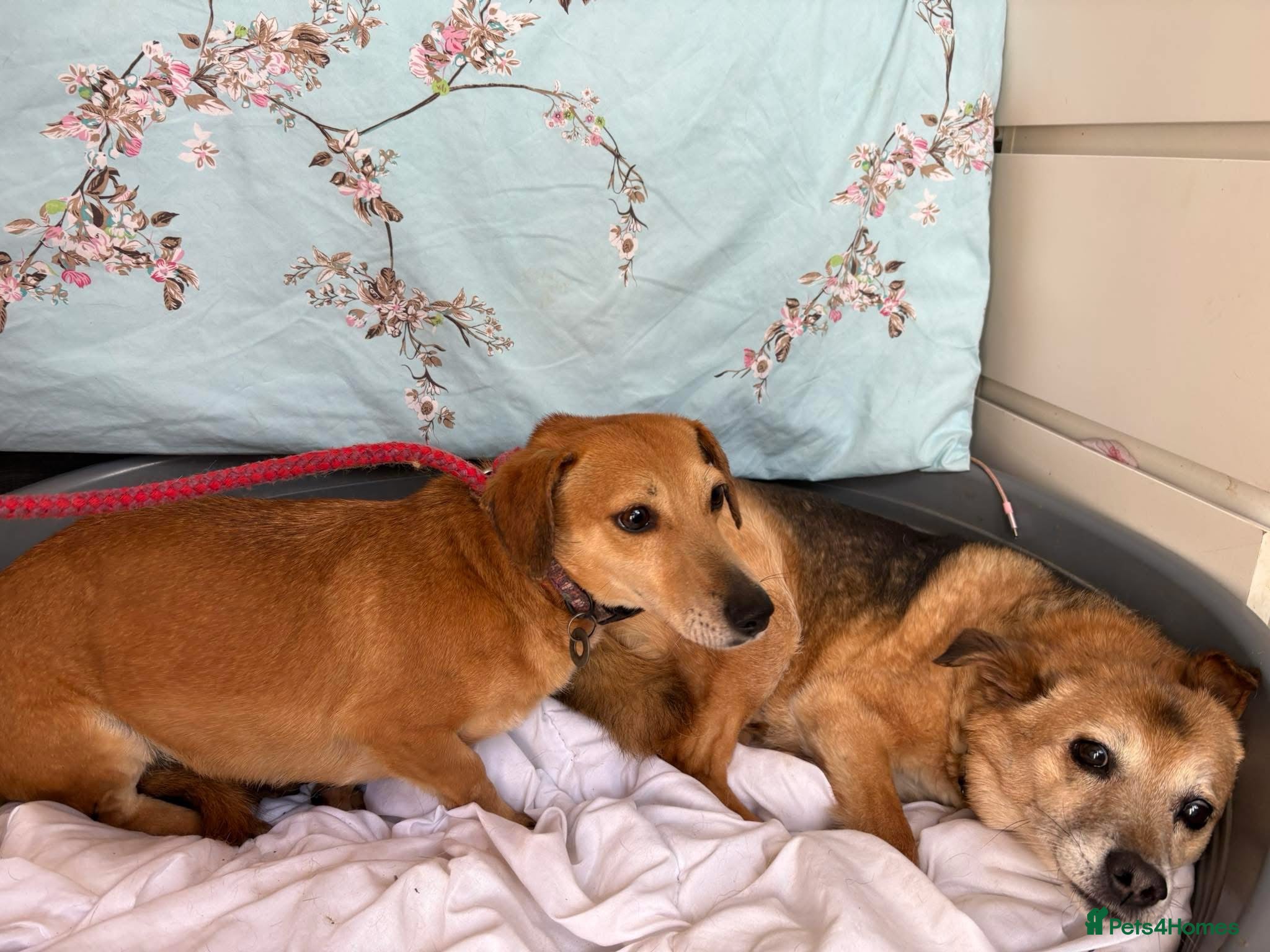 Mavis - Norwich Norfolk — Mixed Breed