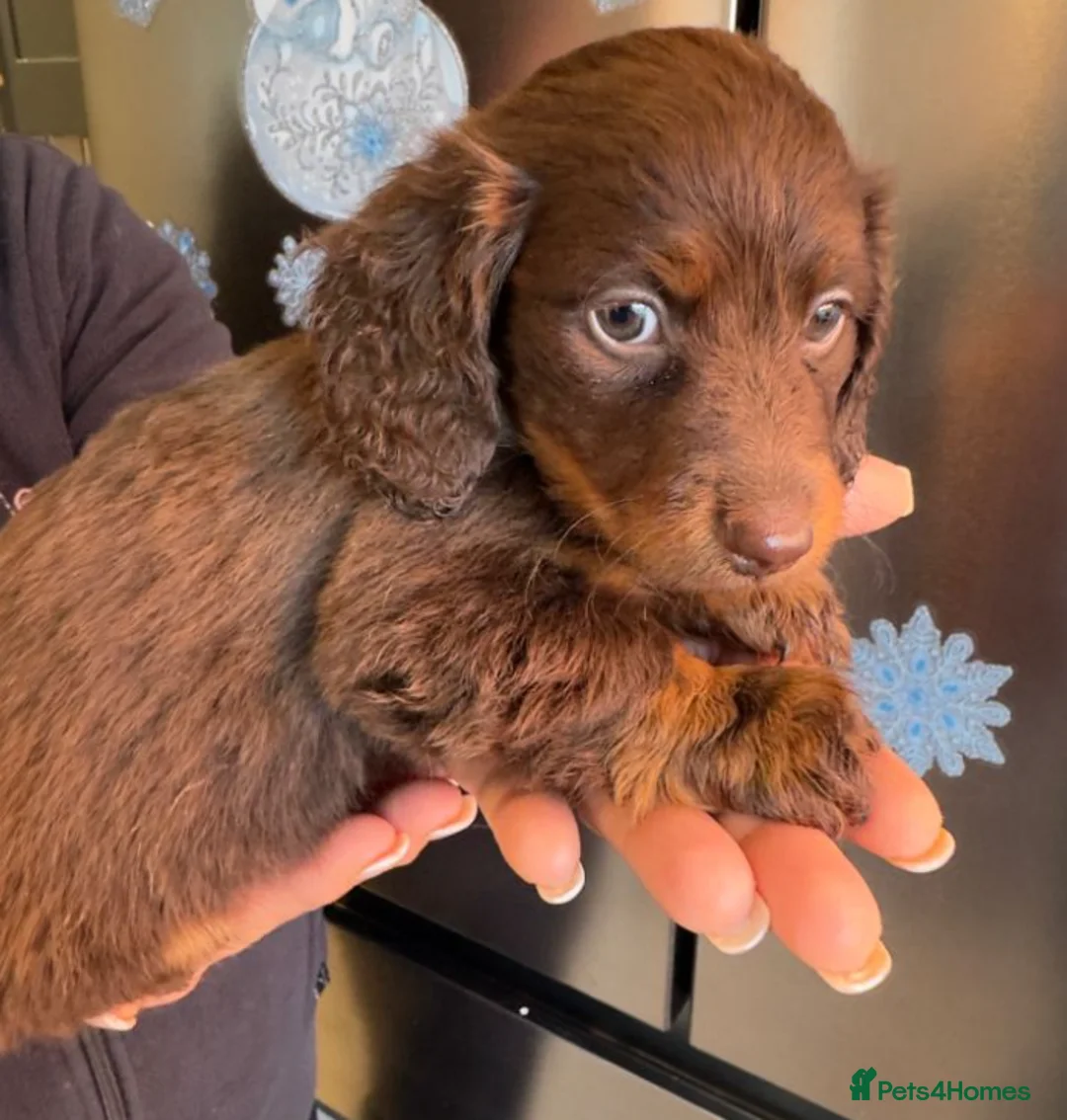 Miniature Dachshund dogs for sale: Long Haired Miniature Dachshund Puppies for Sale in Coventry - Advert 2