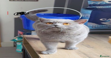 British Shorthair cats - Advert 6