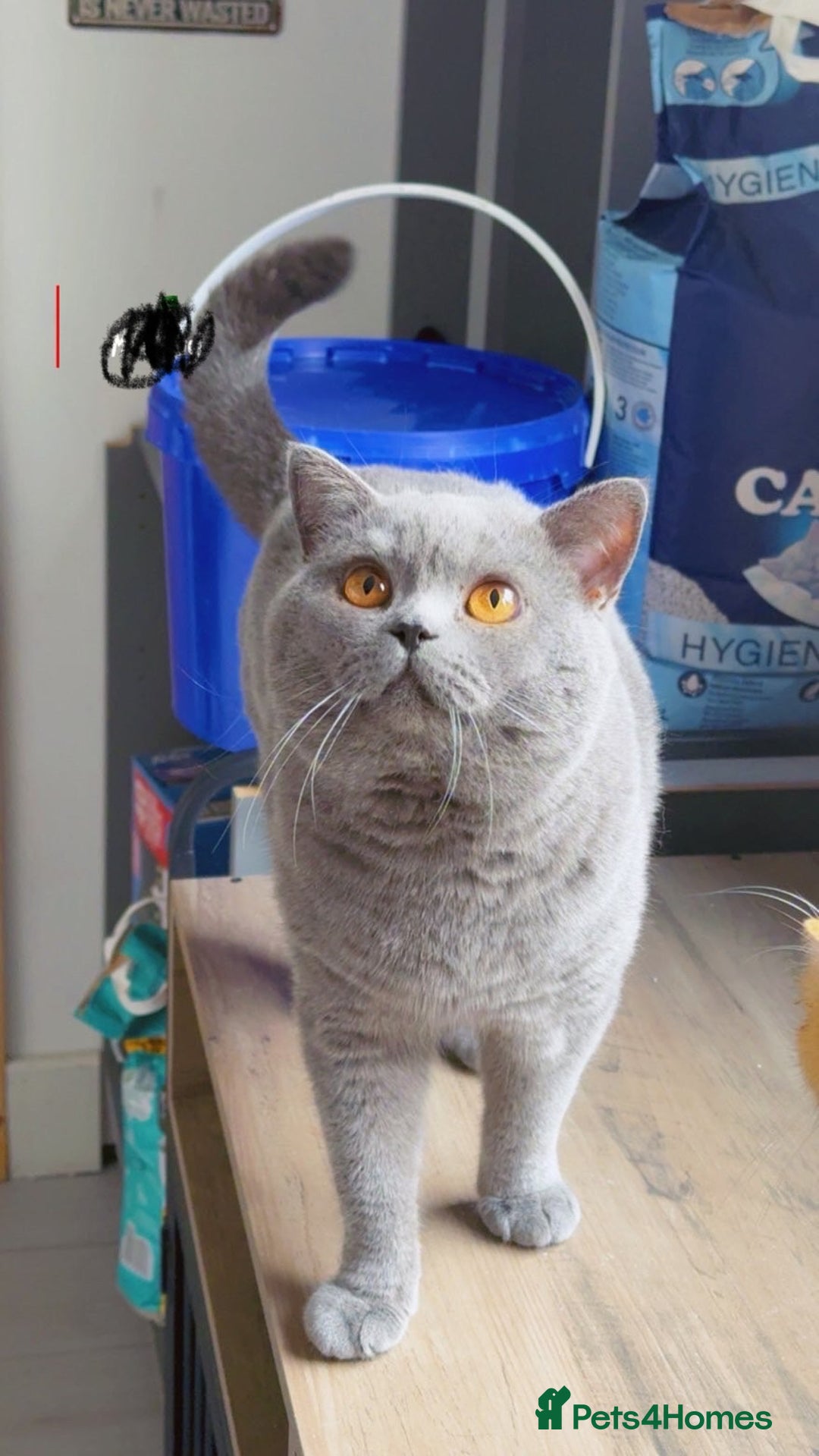 British Shorthair cats for stud: Champion bloodline group type B  - Image 3