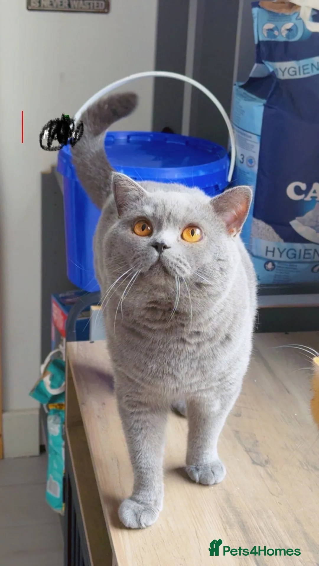 British Shorthair cats for stud: Champion bloodline group type B  - Advert 3