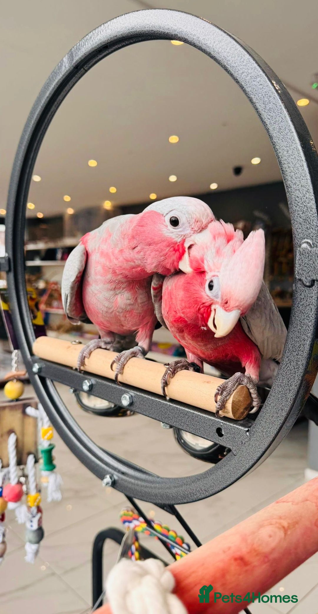 Parrots birds for sale: Parrots  - Image 6