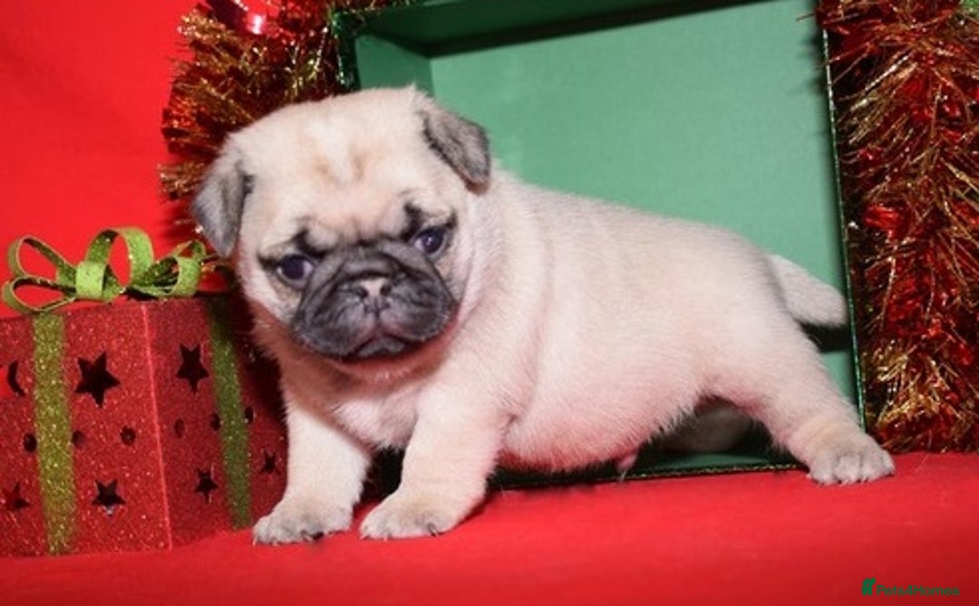 Pug dogs for sale: Lovely Pug - Image 1