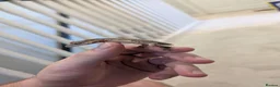 Gecko reptiles for sale: Lily White Phantom Crested Geckos  in Hook - Advert 6