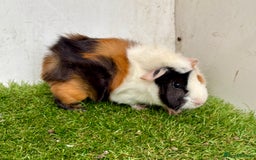 Guinea Pig rodents for sale: Super calm and friendly female guinea pigs  - Image 6