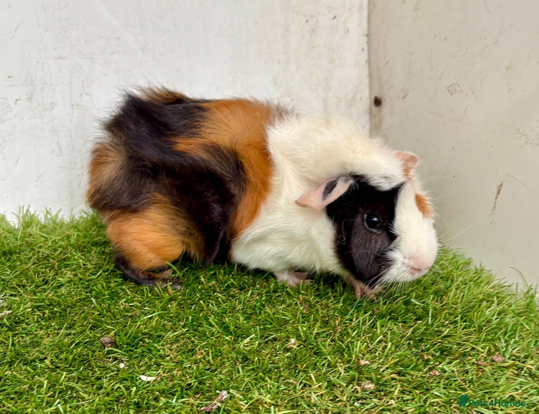 Guinea Pig rodents for sale: Super calm and friendly female guinea pigs  - Image 6