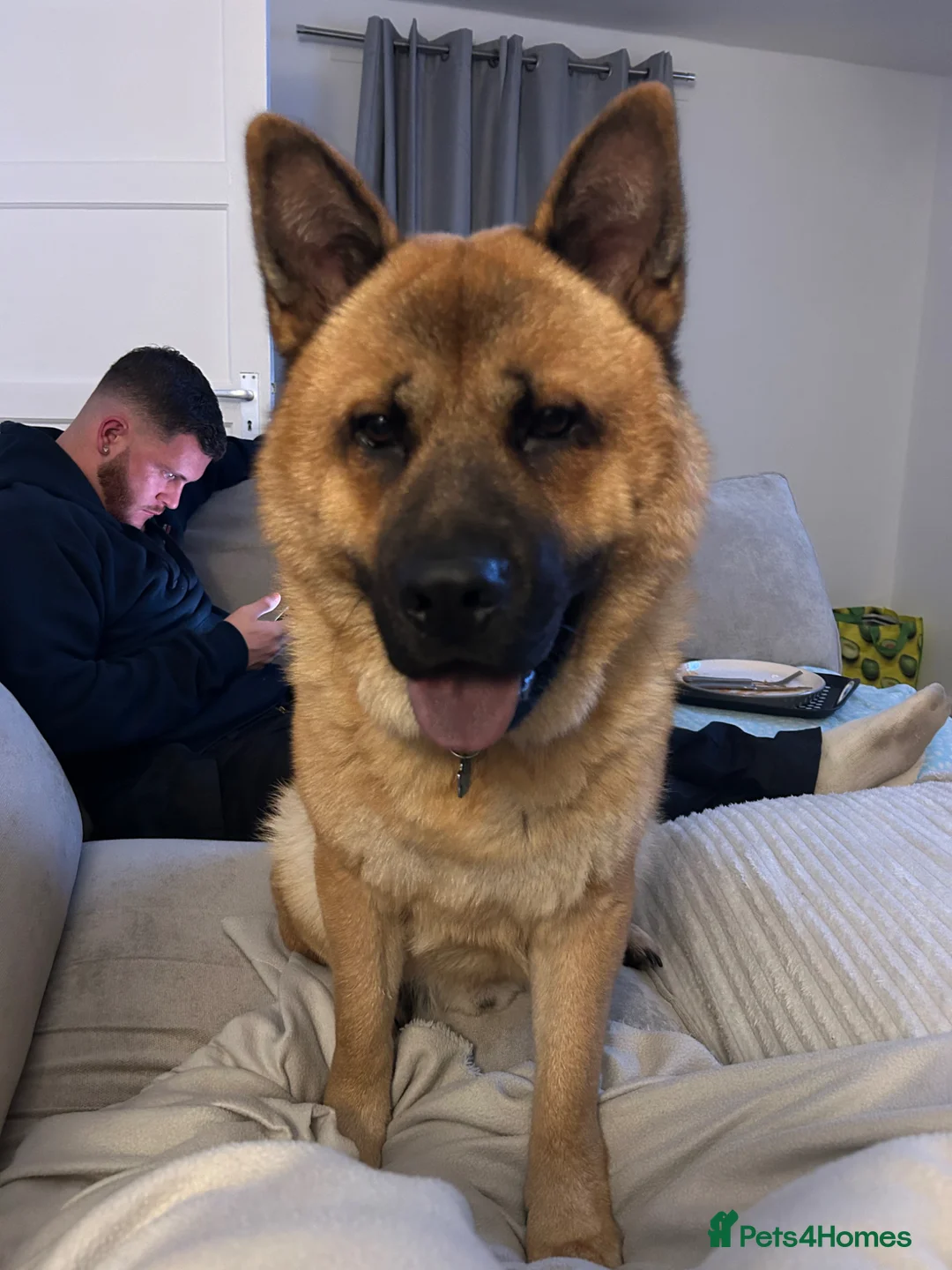 Mixed Breed dogs for stud: German Shepard cross Chow Chow -Bear - Advert 7