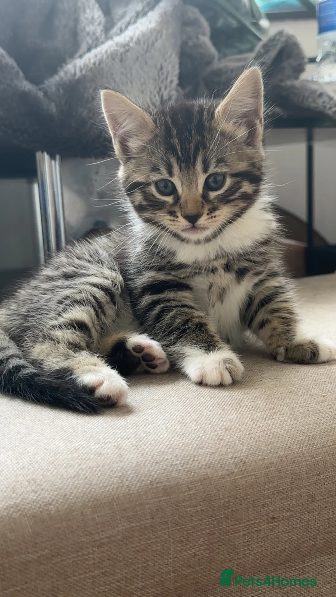Mixed Breed cats for sale: Mixed bengal and tabby kittens. - Advert 2