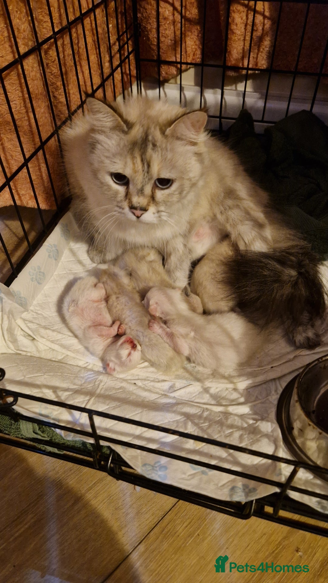 Ragdoll cats for sale: Ragdoll kittens - Advert 2