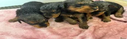Airedale Terrier dogs for sale: KC REG 5⭐️BREEDER 4💖5💙 - Advert 28