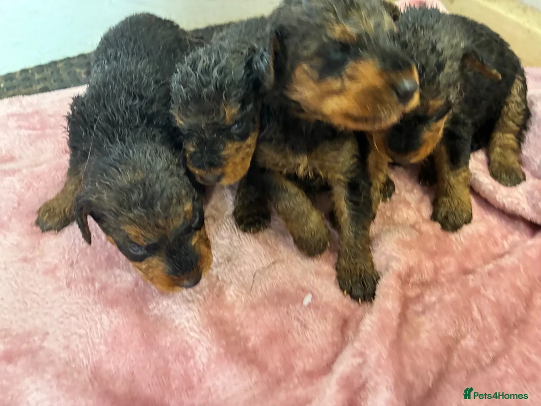 Airedale Terrier dogs for sale: KC REG 5⭐️BREEDER 4💖5💙 - Advert 28