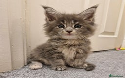 Maine Coon cats for sale: BEAUTIFUL FLUFFY BABIES  - Image 2