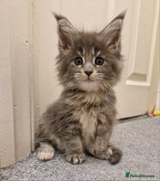 Maine Coon cats - Advert 11