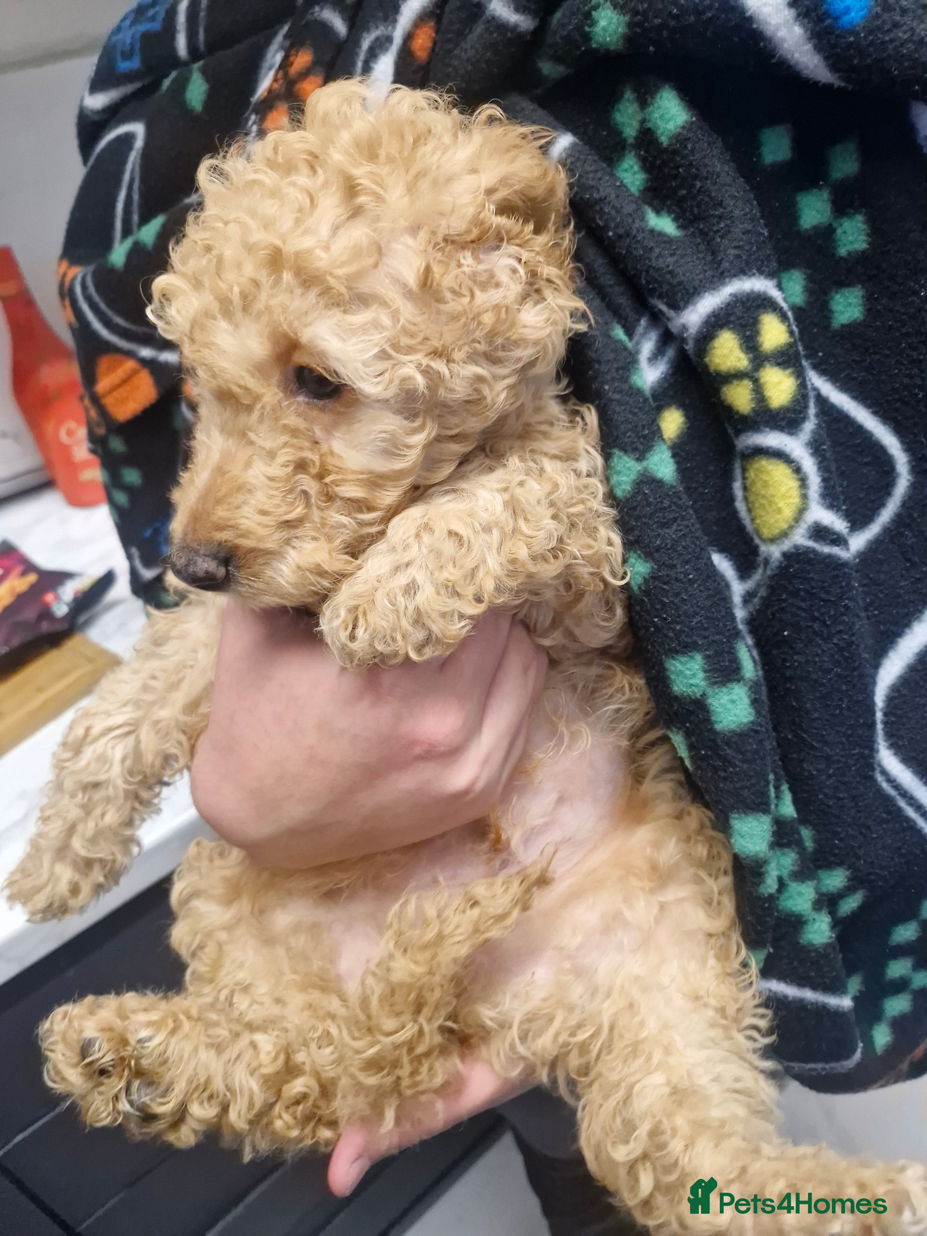 Labradoodle dogs LAST ONE Minuature labradoodle puppies READY NOW - Advert 2