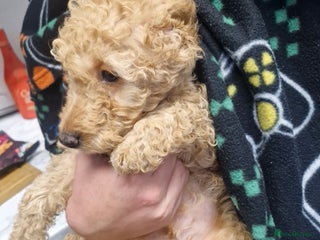 Labradoodle dogs LAST ONE Minuature labradoodle puppies READY NOW - Advert 2