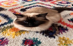 Ragdoll cats for sale: Female Ragdoll - Image 3