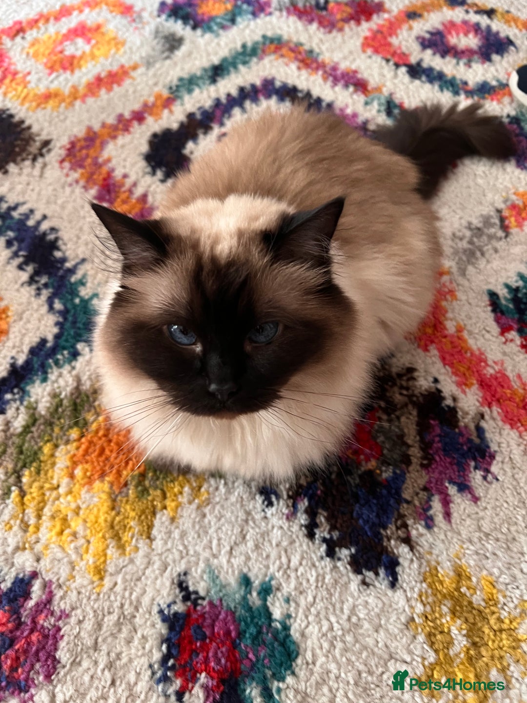 Ragdoll cats for sale: Female Ragdoll - Image 3