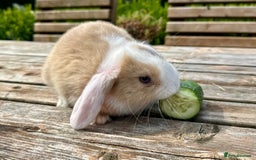 Mini Lop rabbits for sale: 2 mini lops for sale, 1 male 1 female - Image 8