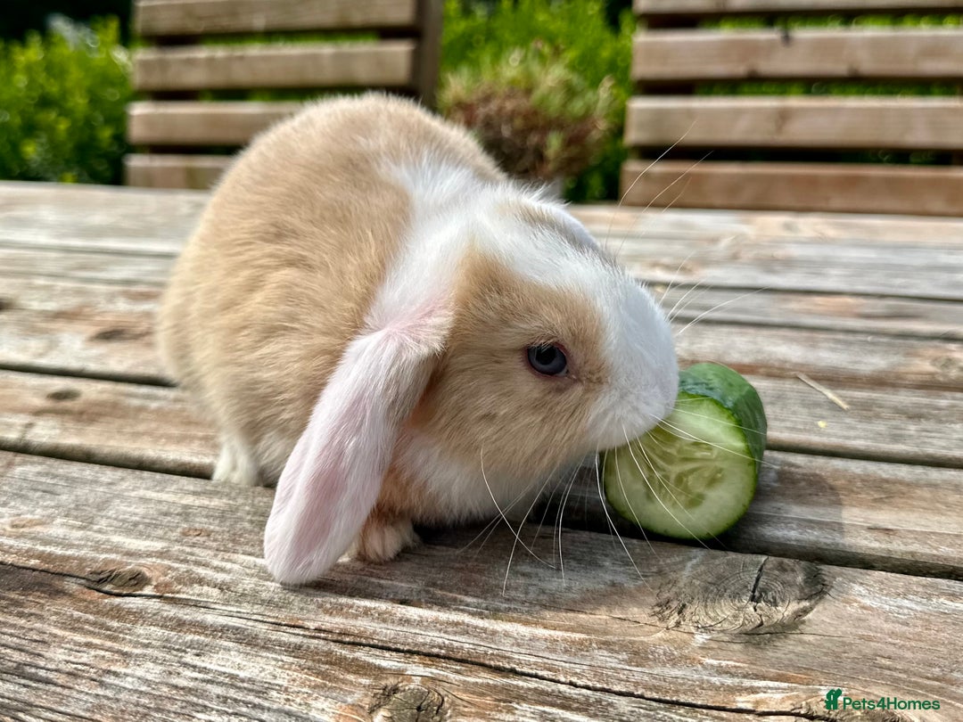 Mini Lop rabbits for sale: 2 mini lops for sale, 1 male 1 female - Image 8