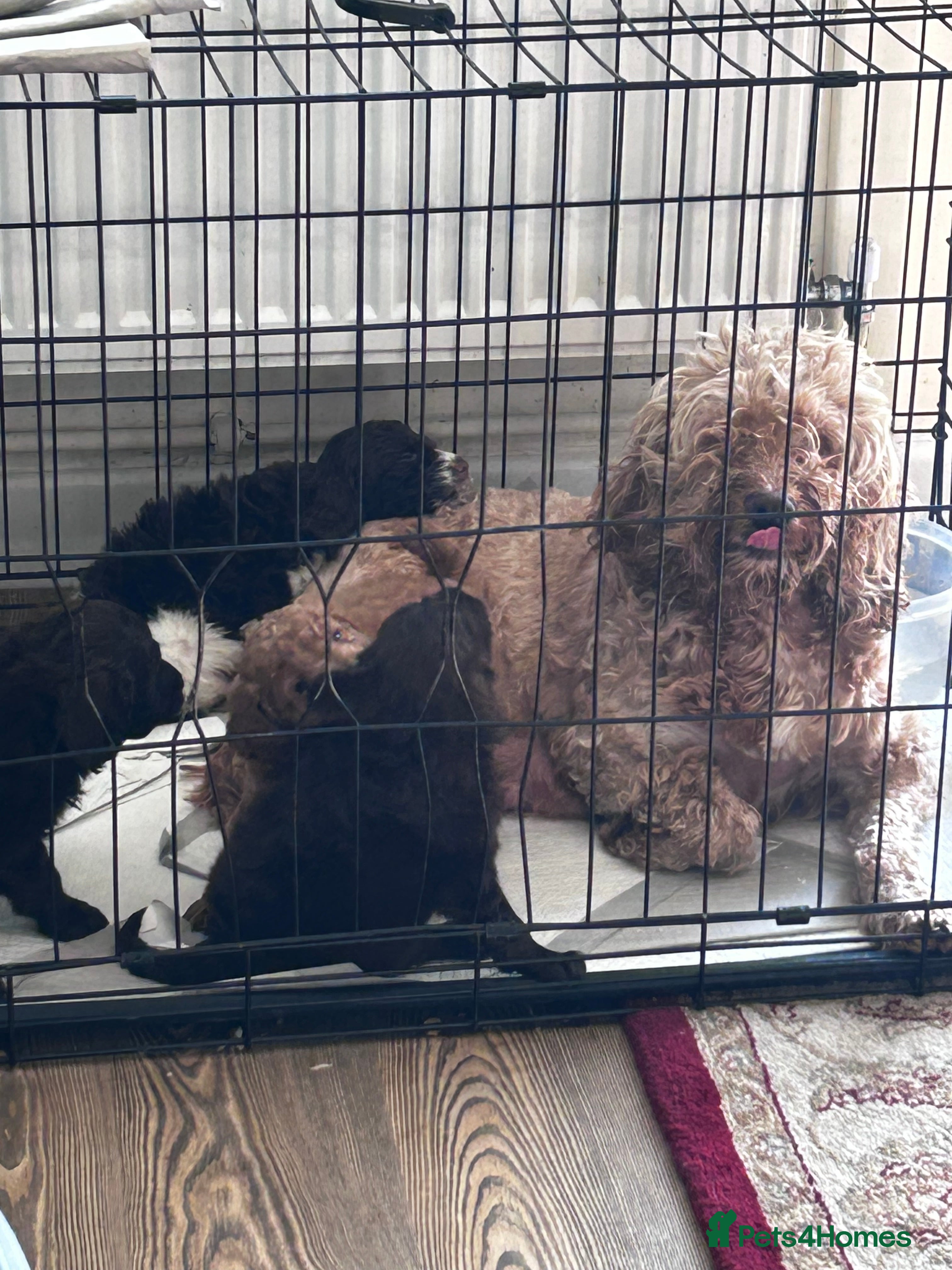 Cockapoo dogs beautiful cockapoo girl  - Advert 1