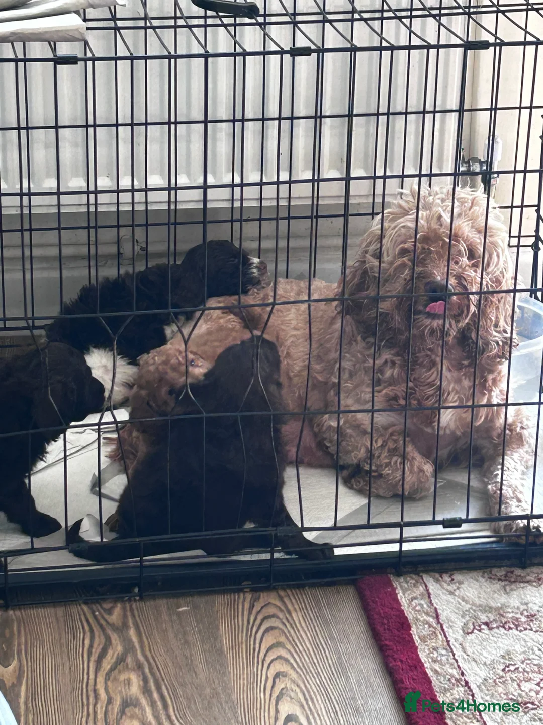 Cockapoo dogs for sale: beautiful cockapoo girl  - Advert 3