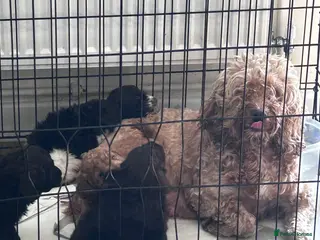 Cockapoo dogs beautiful cockapoo girl - Advert 1