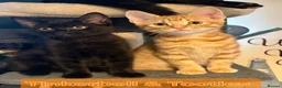 Mixed Breed cats for sale: Beautiful Kittens x4 Mixed colours Aged 11 weeks - Advert 6