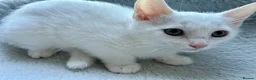 Mixed Breed cats for sale: Boy and a girl  - Advert 3