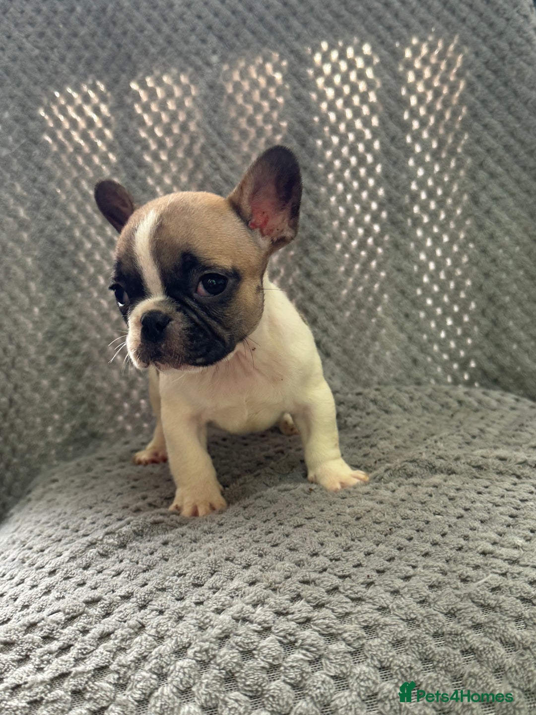French Bulldog dogs for sale: FRENCH BULLDOG 🐶 - Advert 15