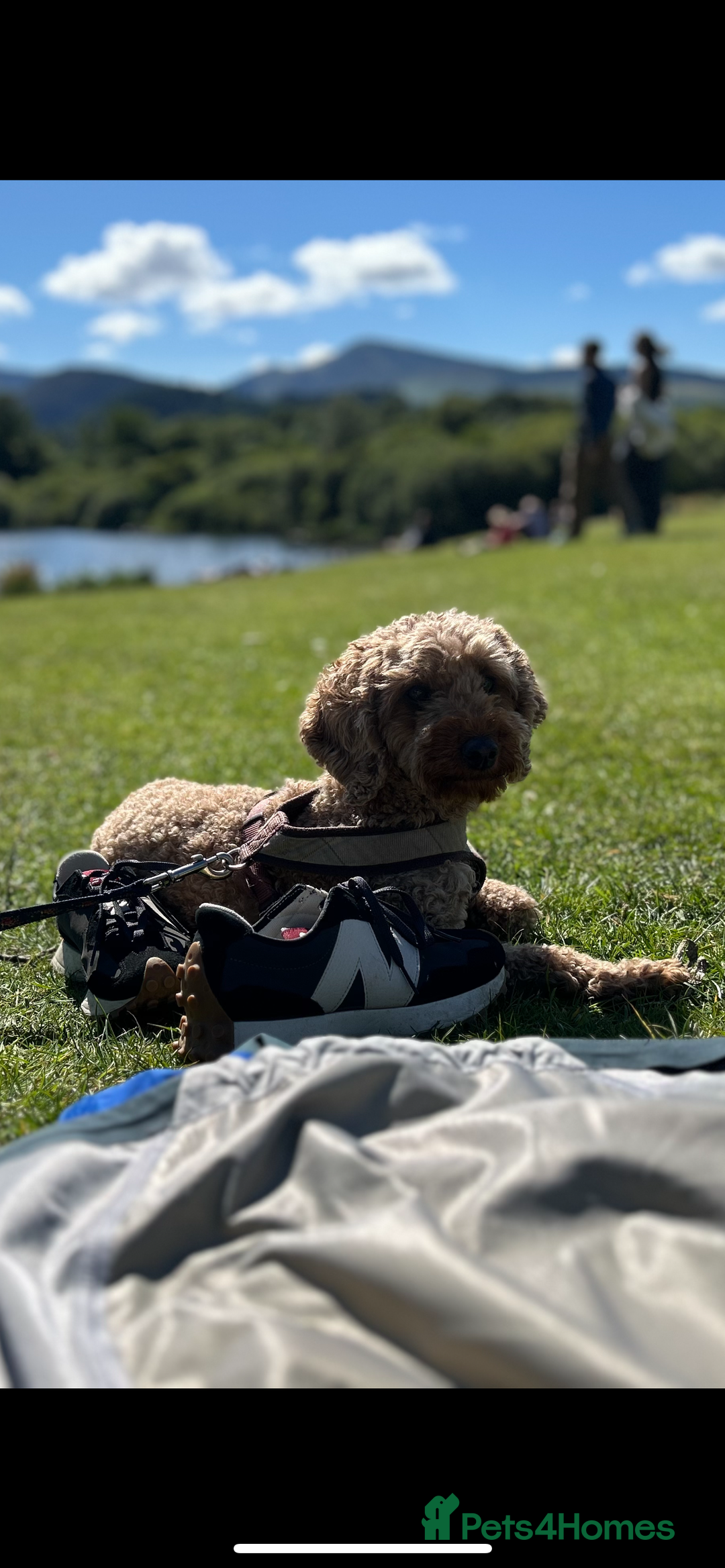 Cockapoo dogs for sale: Cockapoo puppies - Image 8