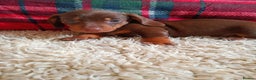 Miniature Dachshund dogs for sale: Stunning miniature dachshund  - Advert 11