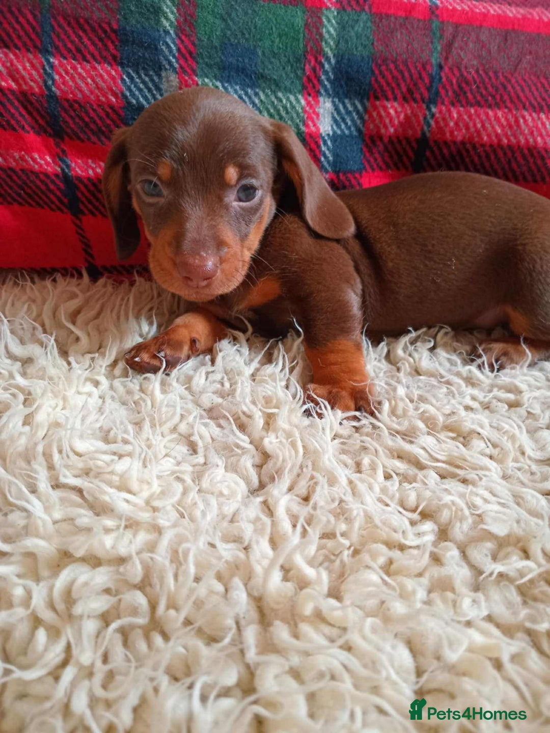 Miniature Dachshund dogs for sale: Stunning miniature dachshund  - Advert 11