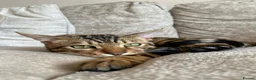 Bengal cats for sale: Male bengal kitten 🐈‍⬛ for sale  - Advert 5