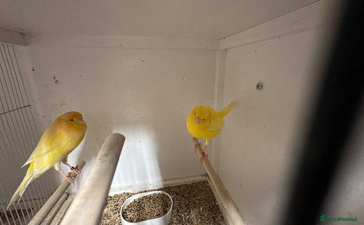 Canaries birds - Advert 1
