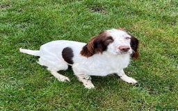 English Springer Spaniel dogs for sale: English Springer Spaniel for sale  - Image 5